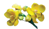 Icon Cassia
