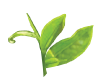 Icon Greentea