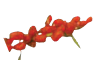 Icon Wolfberry